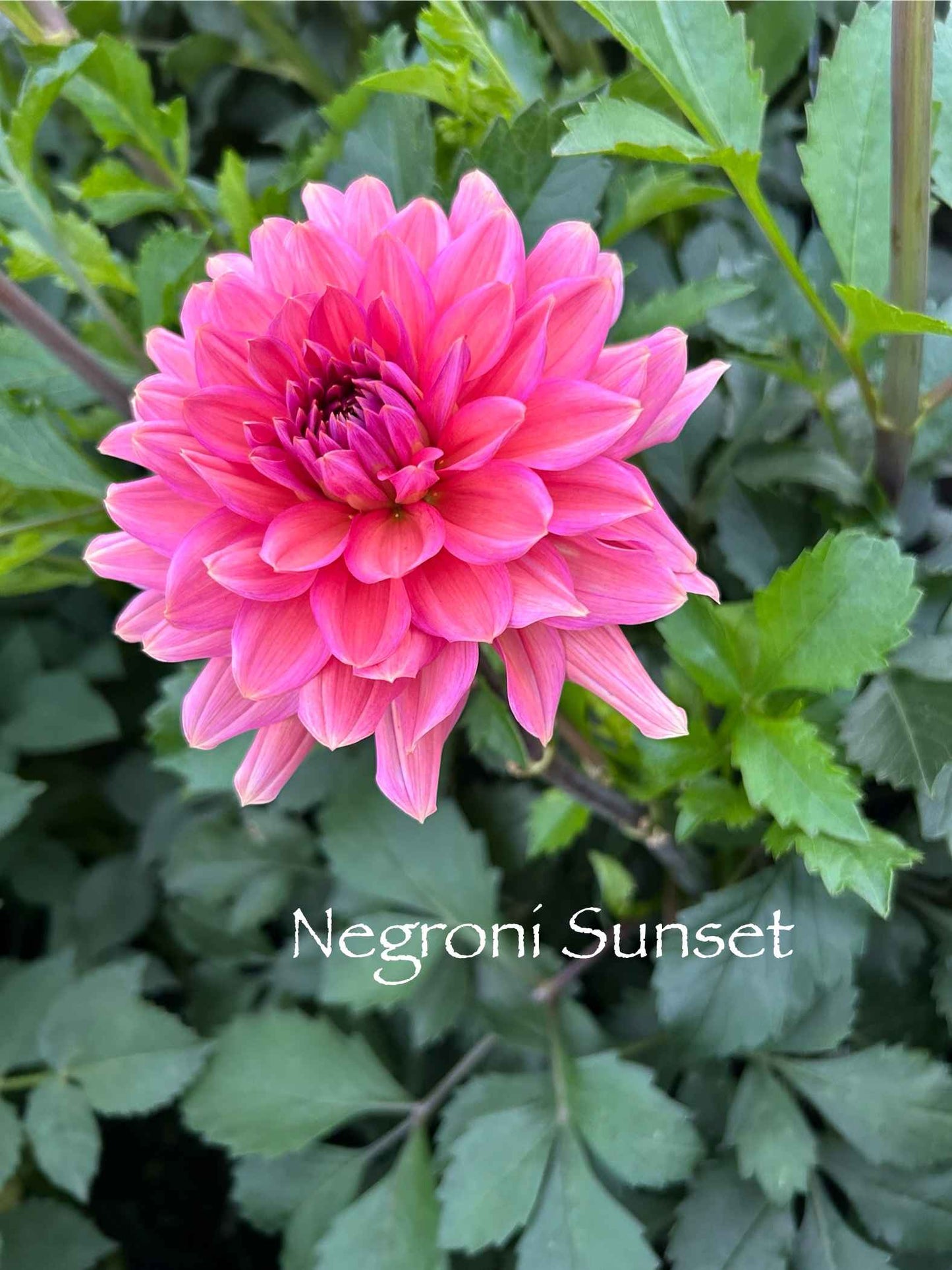 Negroni Sunset Tuber