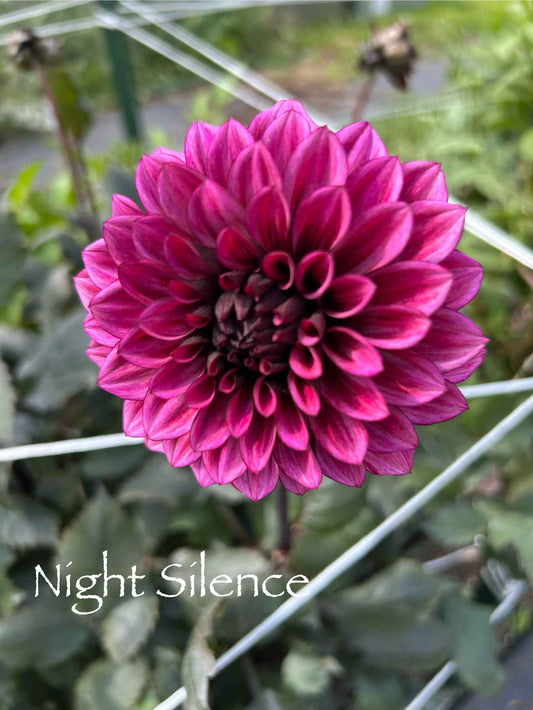 Night Silence Tuber