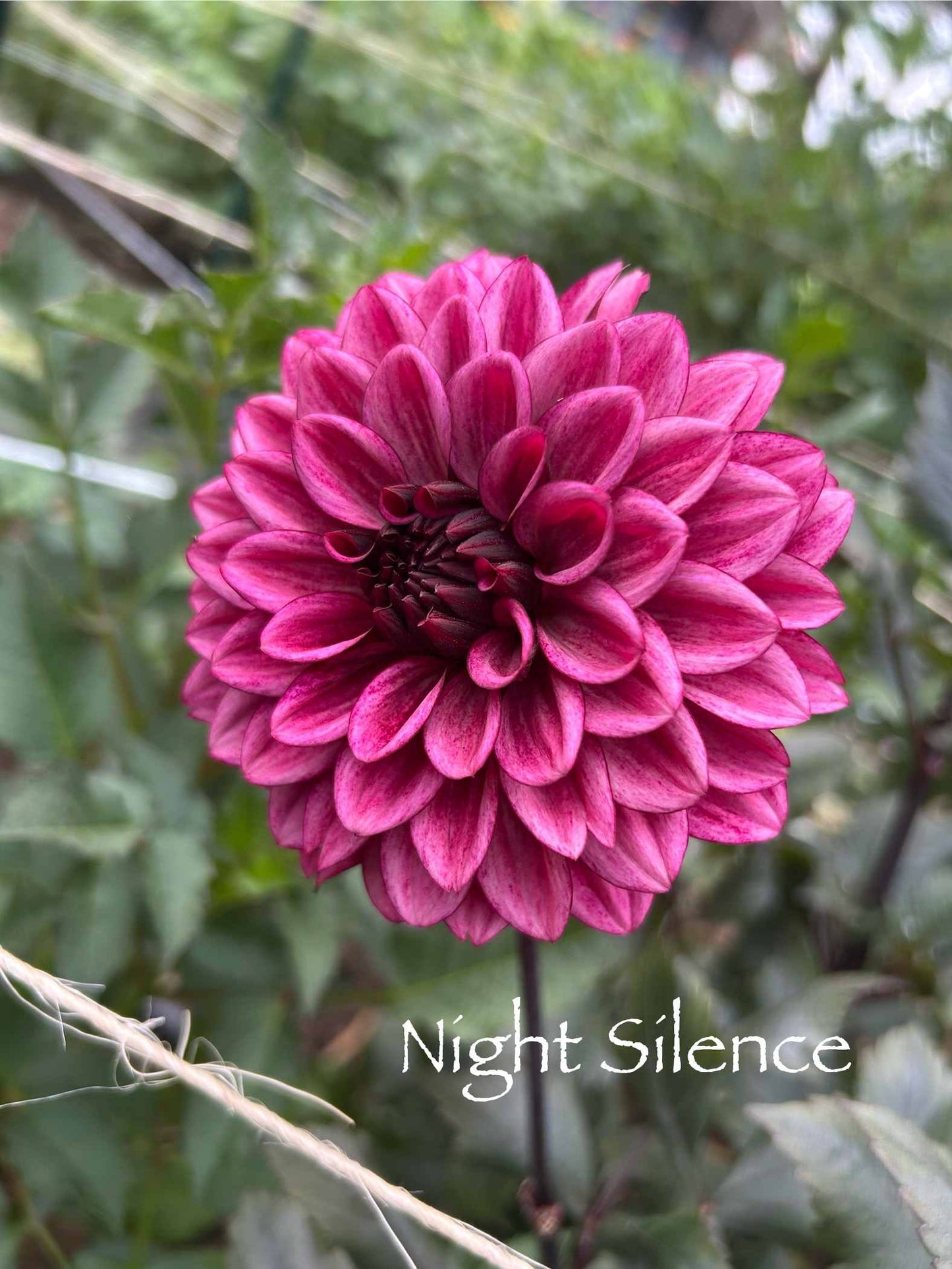Night Silence Tuber