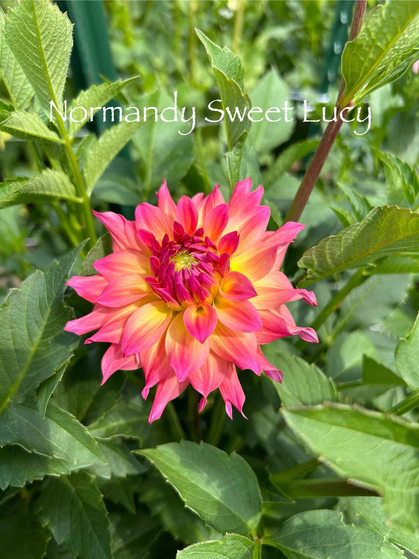 Normandy Sweet Lucy Tuber