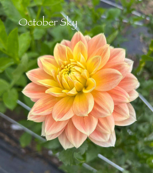 October Sky Tuber