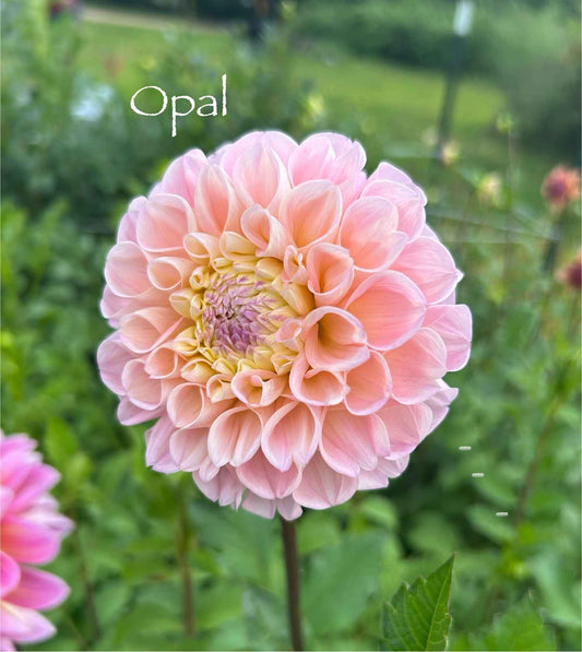 Opal Tuber