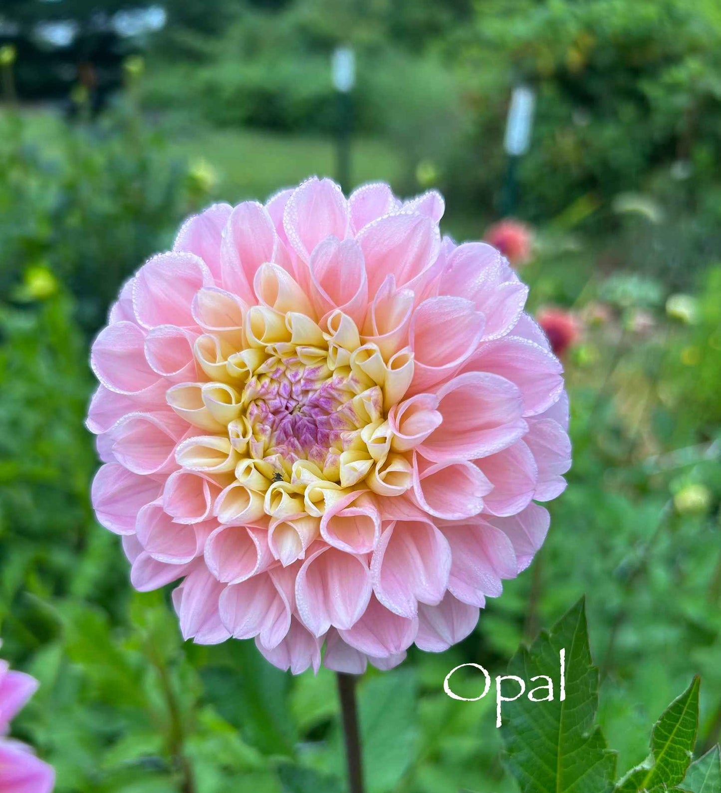 Opal Tuber