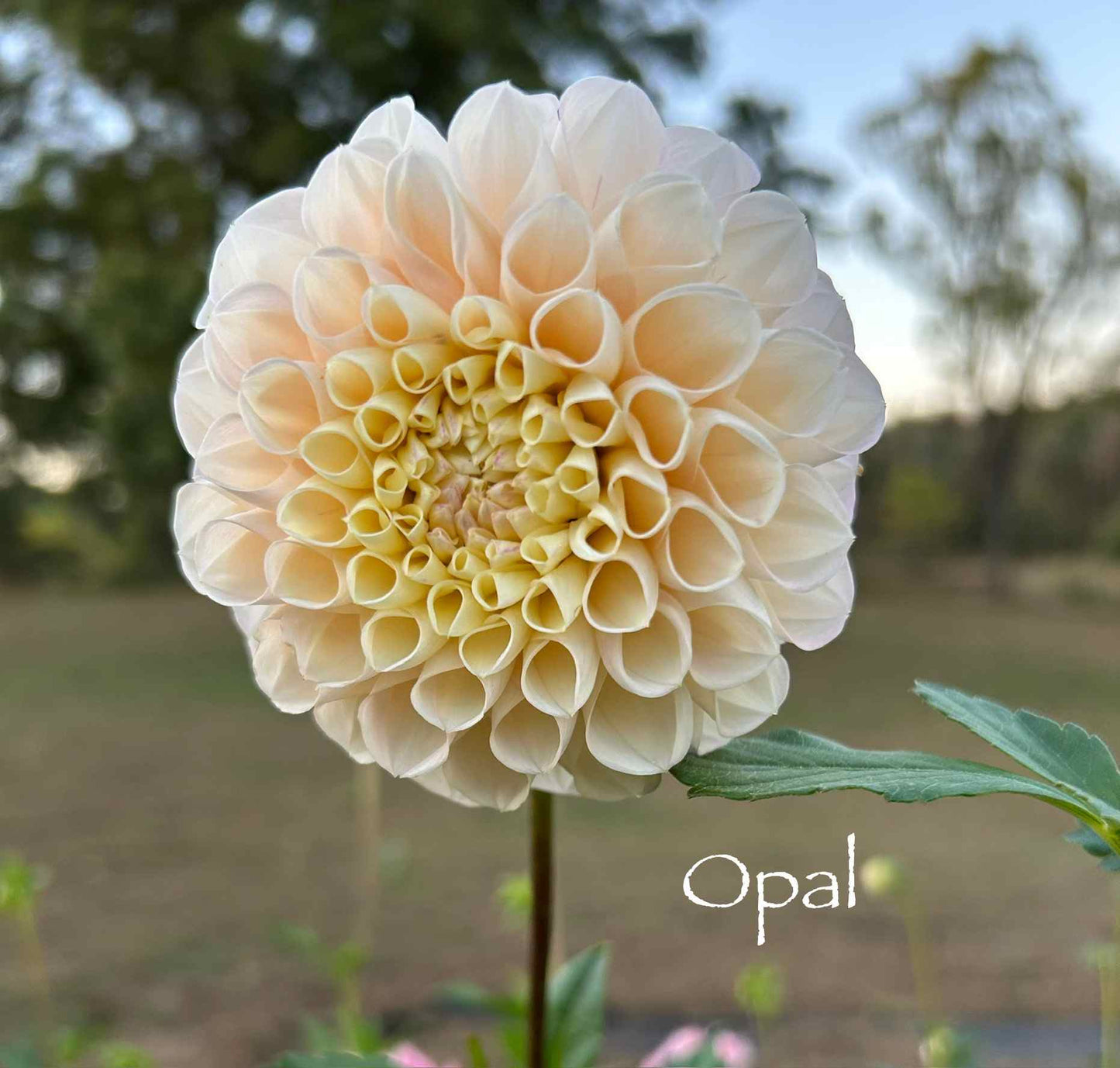 Opal Tuber