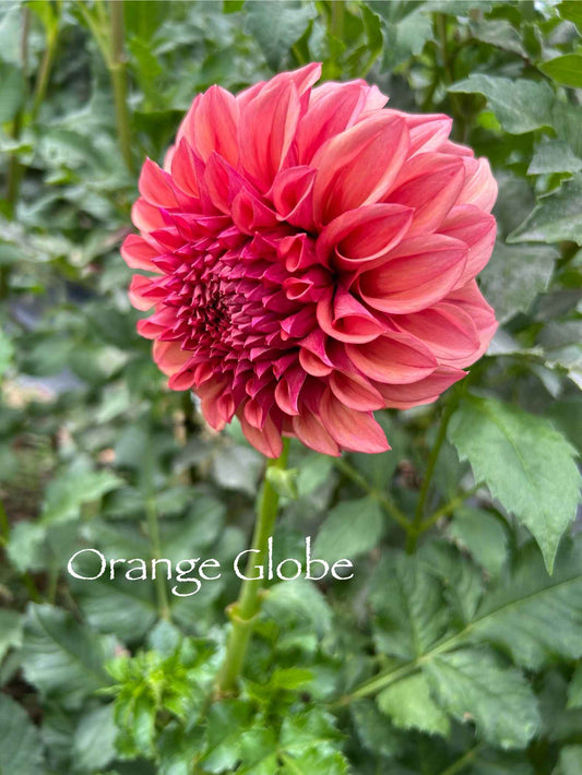 Orange Globe Tuber