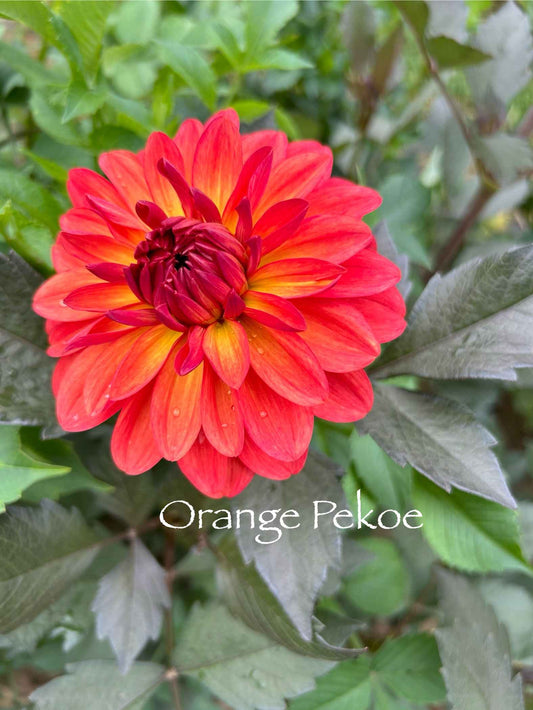 Orange Pekoe Tuber