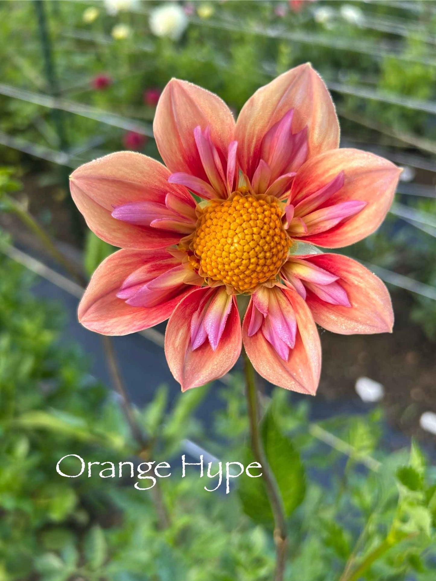 Orange Hype Tuber