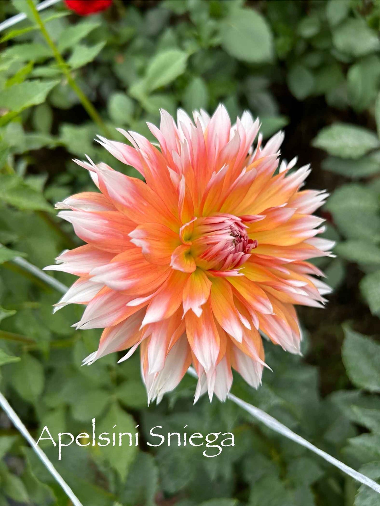 Apsini Sniega (Orange and Snow) Tuber