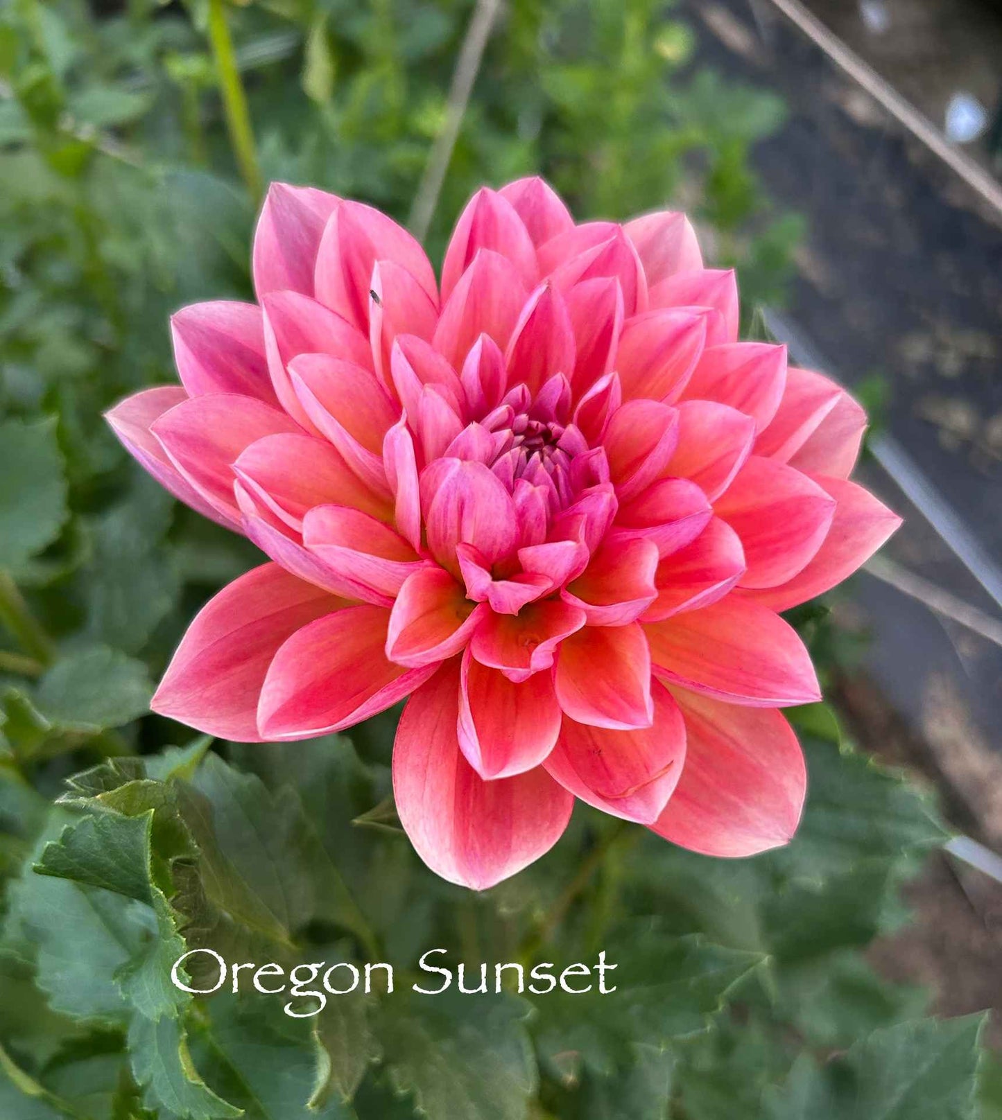 Oregon Sunset Tuber