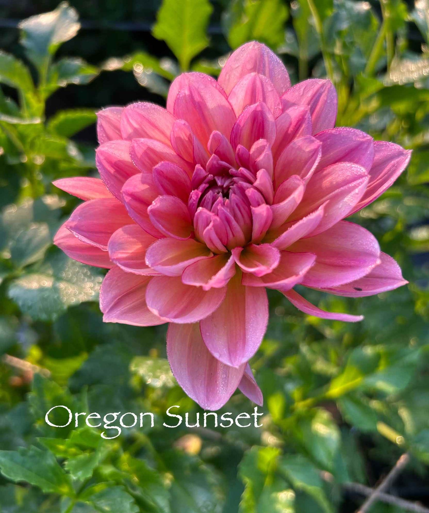 Oregon Sunset Tuber