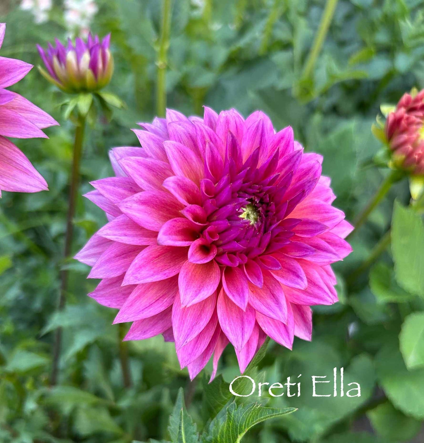 Oreti Ella Tuber