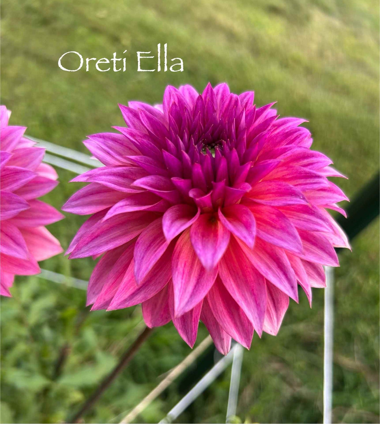 Oreti Ella Tuber