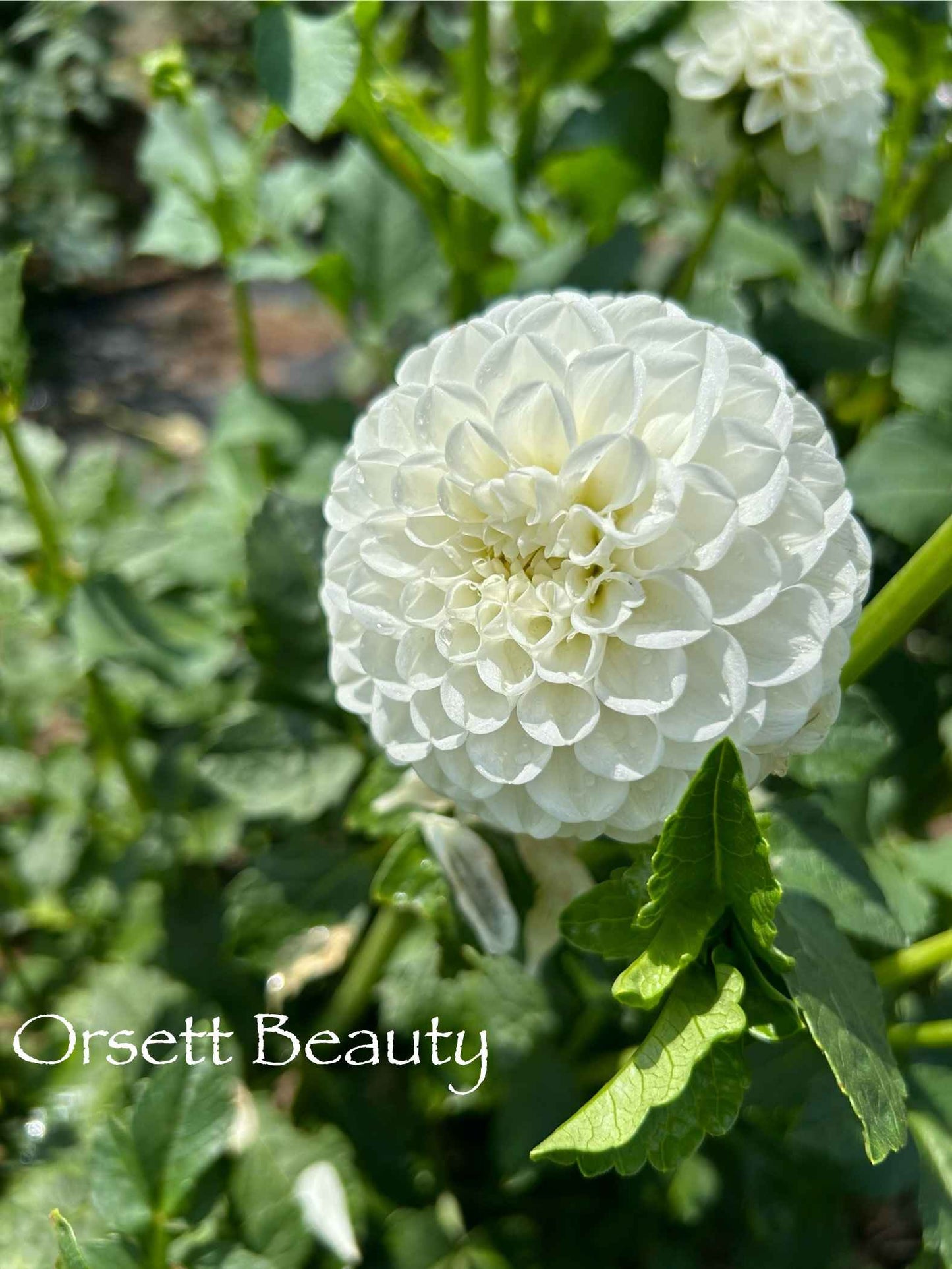 Orsett Beauty Tuber