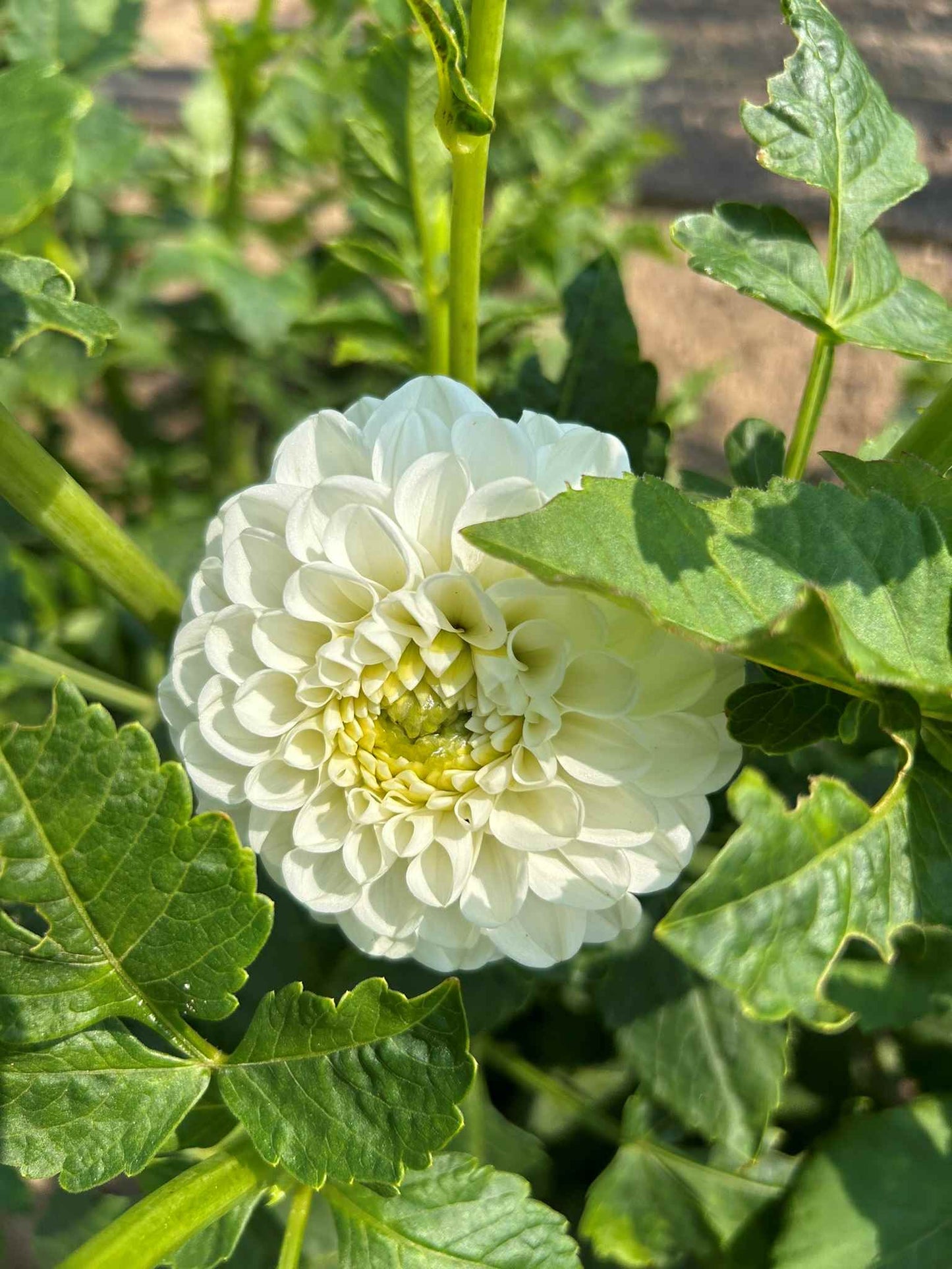 Orsett Beauty Tuber