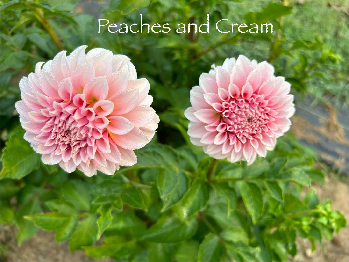 Peaches and Cream (PNC) Tuber