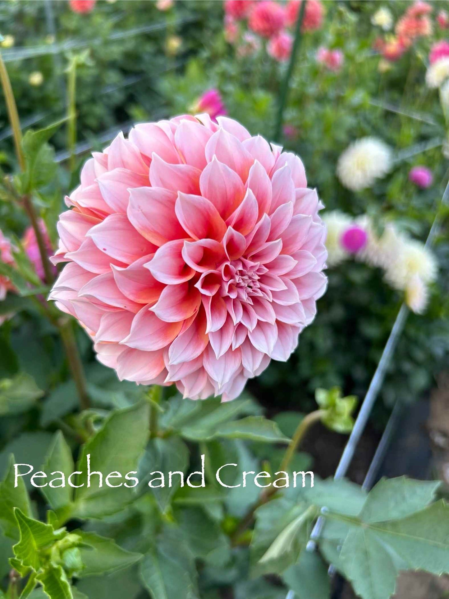 Peaches and Cream (PNC) Tuber