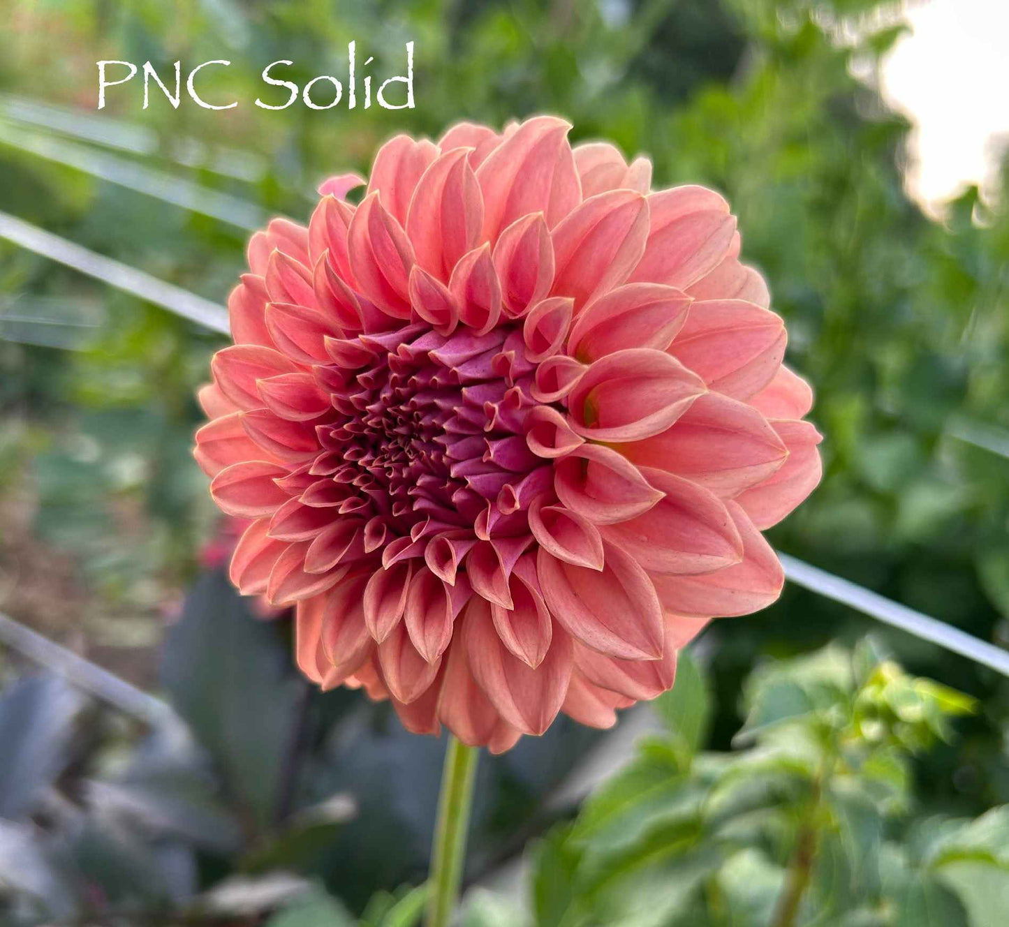 Peaches and Cream (PNC) Solid Tuber