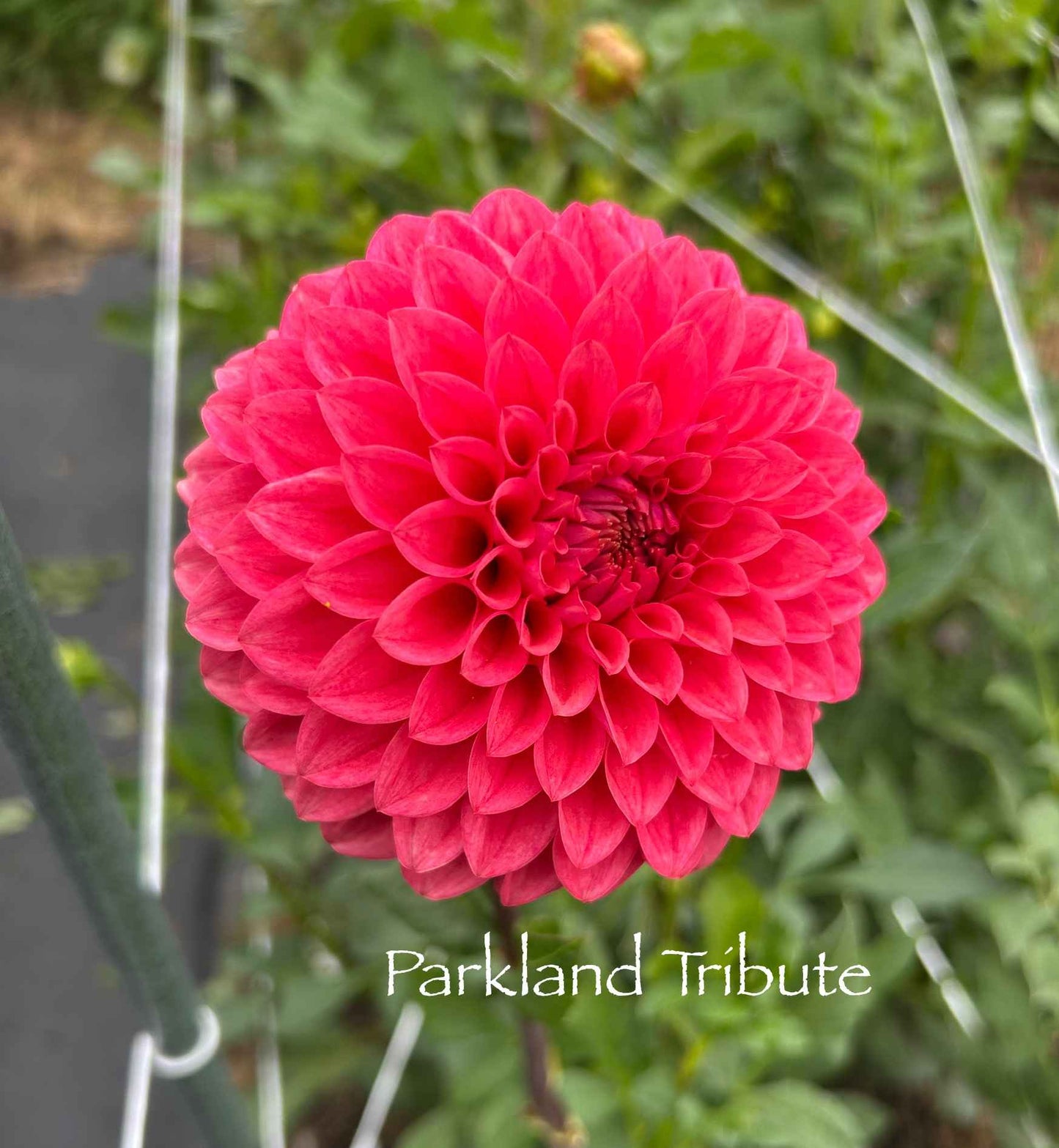 Parkland Tribute Tuber