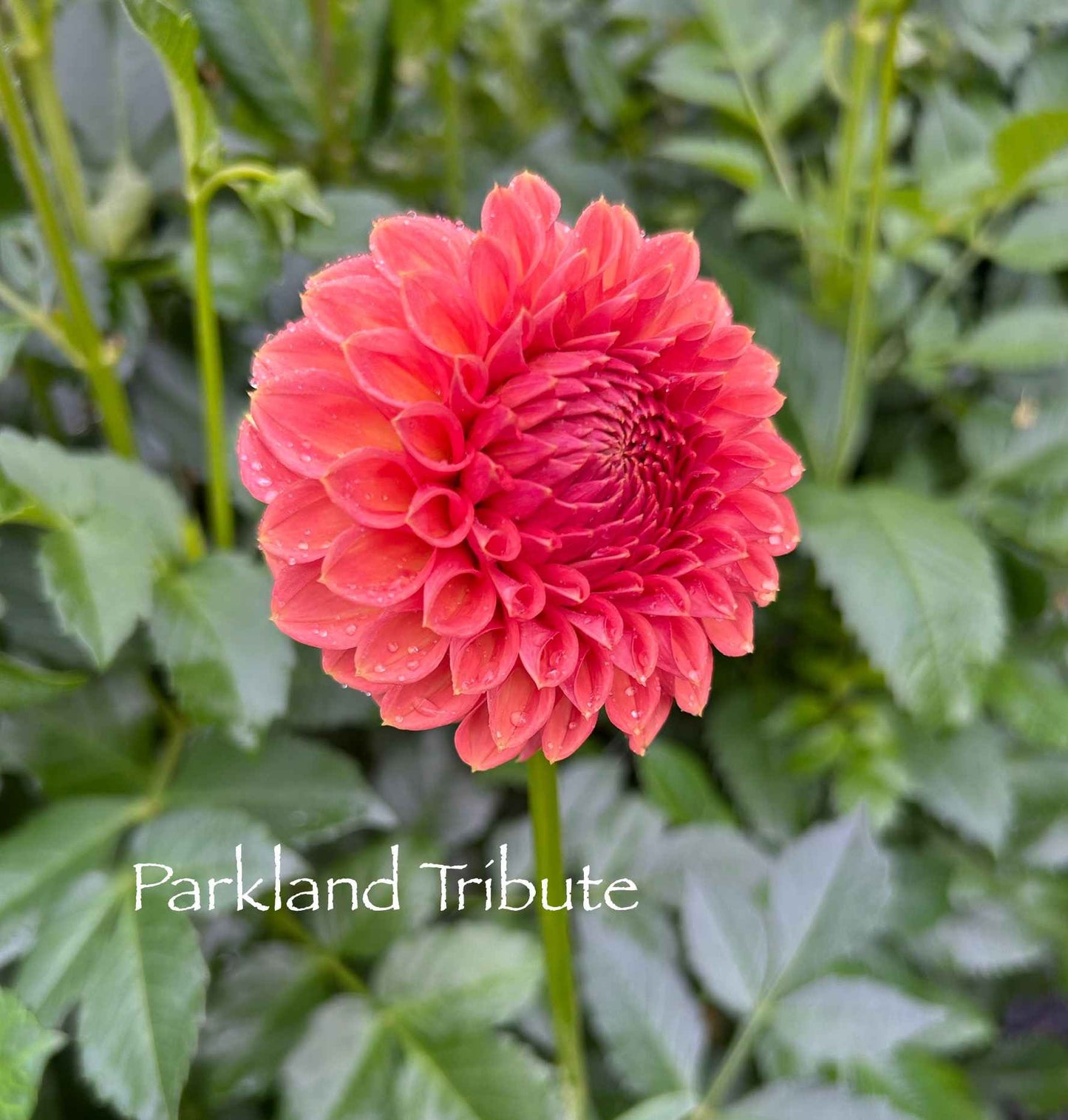 Parkland Tribute Tuber
