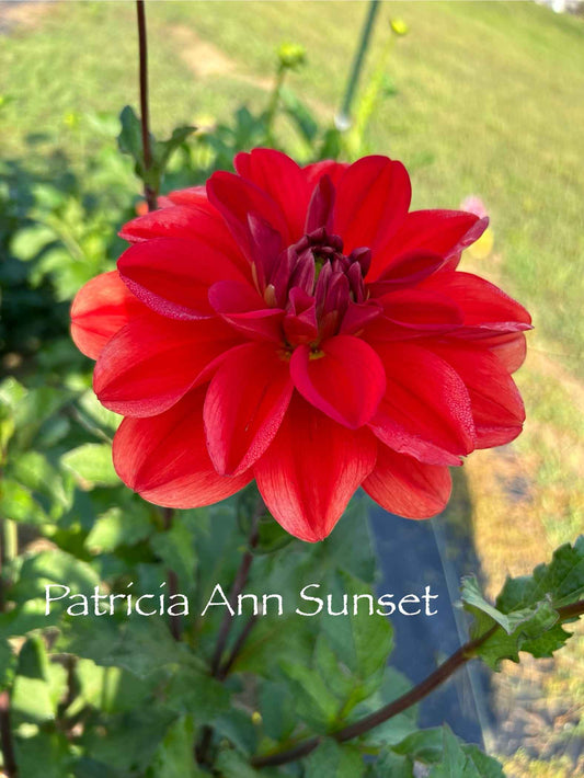 Patricia Ann's Sunset Tuber