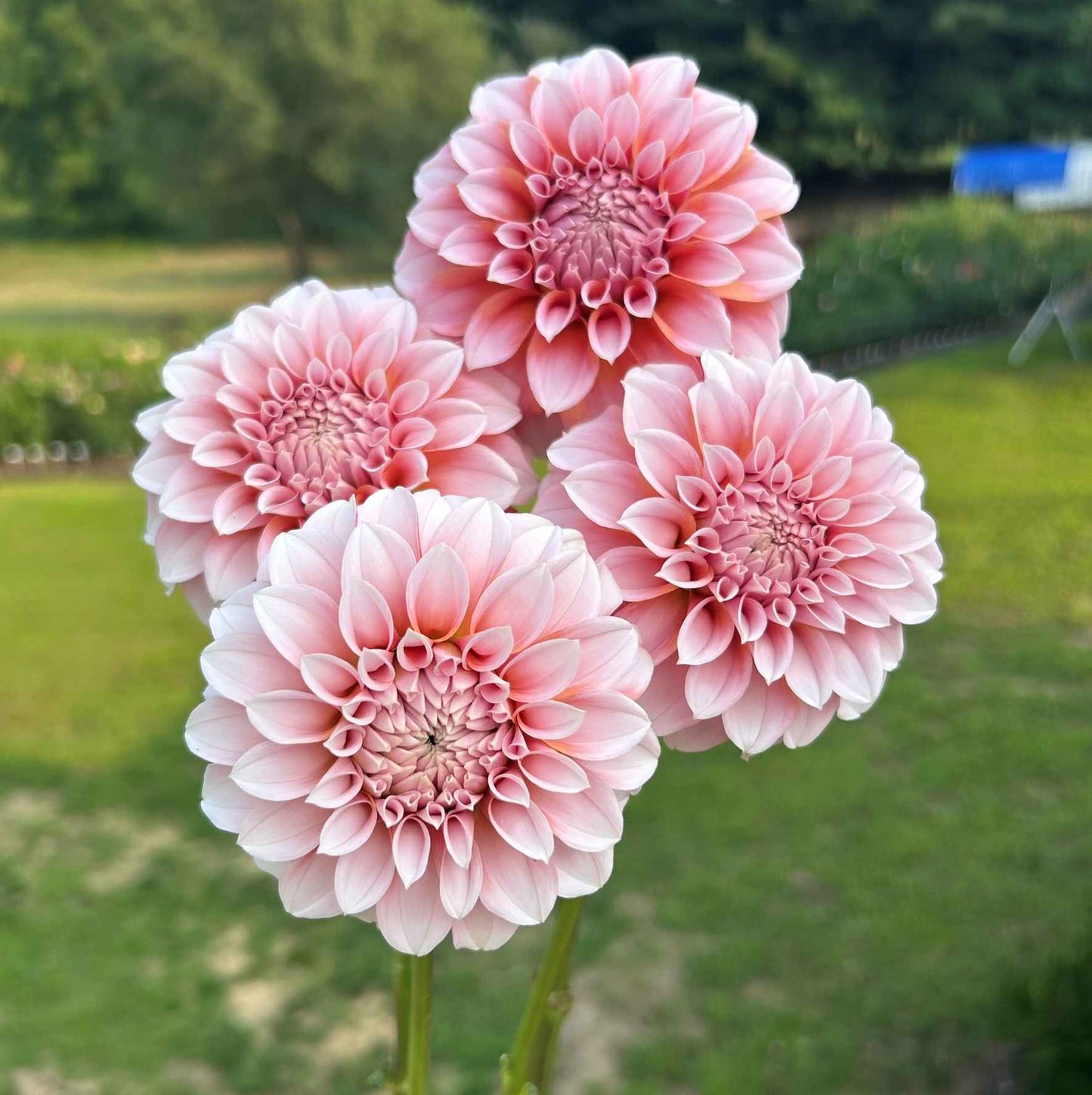 Peaches and Cream (PNC) Tuber