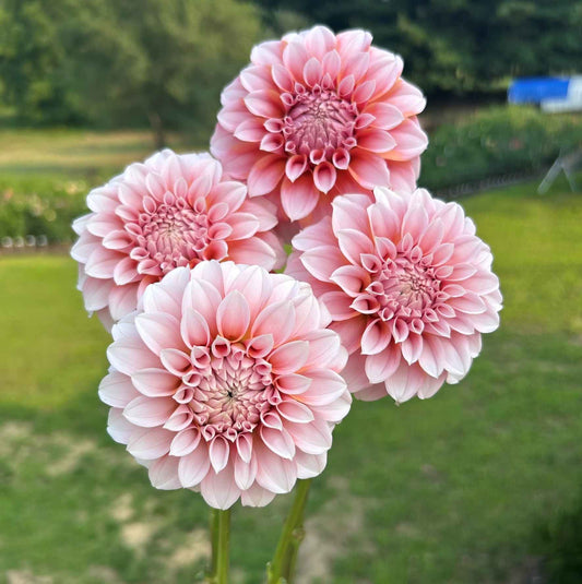 Peaches and Cream (PNC) Tuber