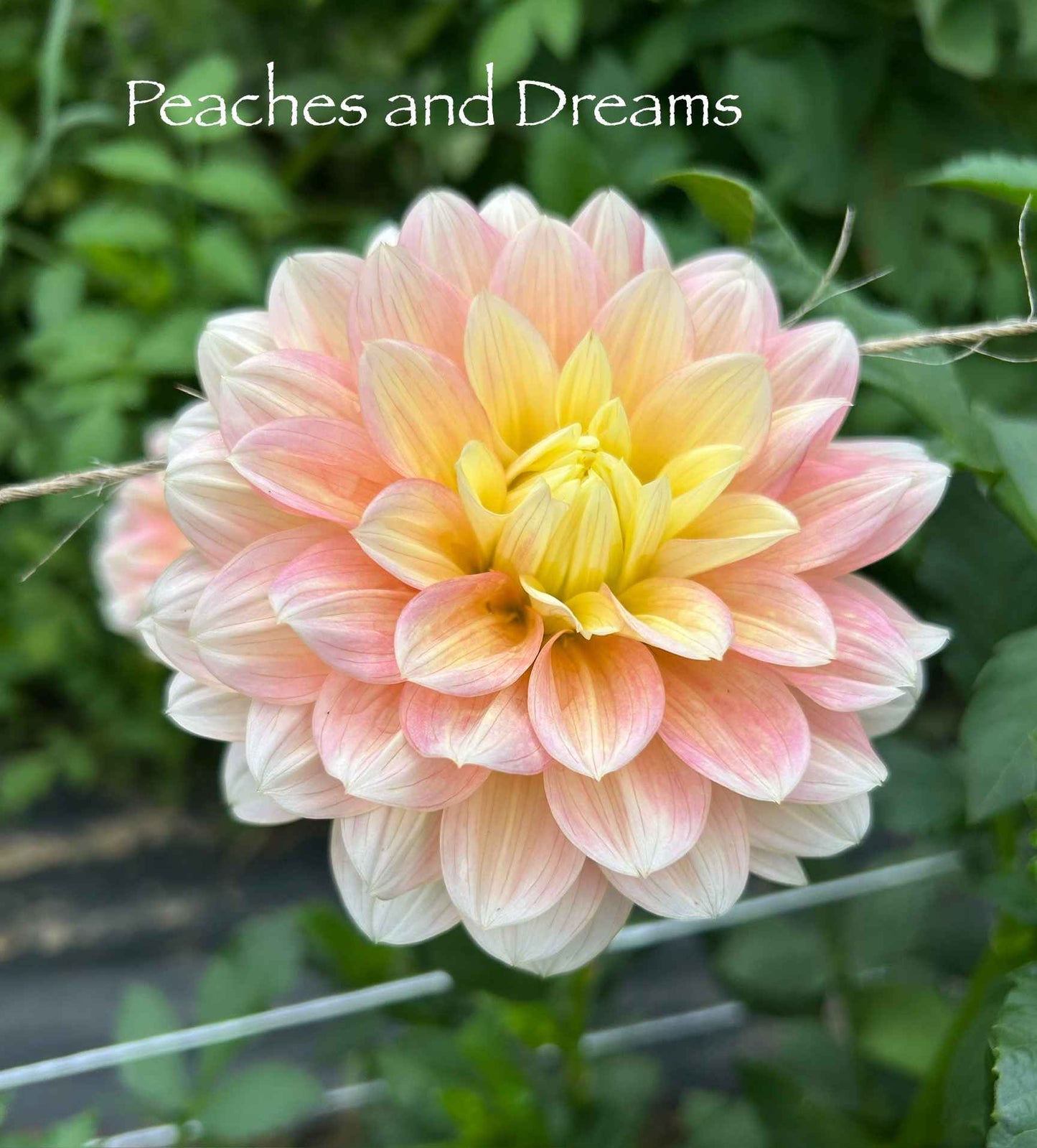Peaches and Dreams Tuber