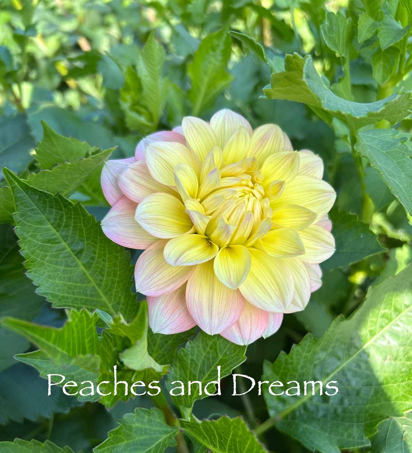 Peaches and Dreams Tuber