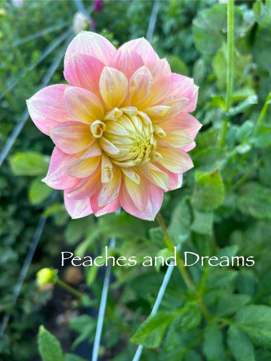 Peaches and Dreams Tuber