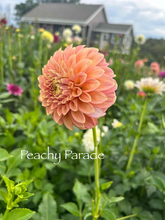 Peachy Parade Tuber