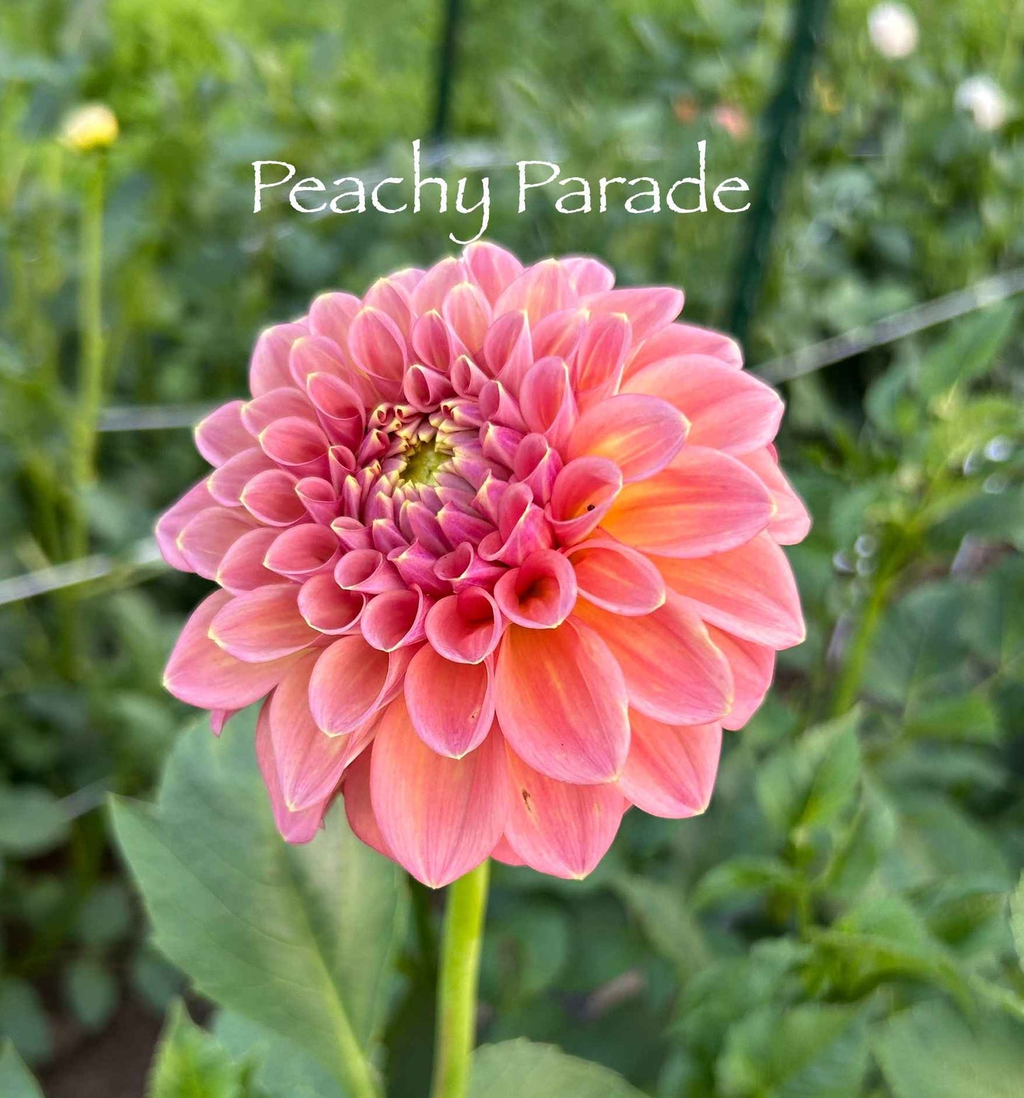 Peachy Parade Tuber