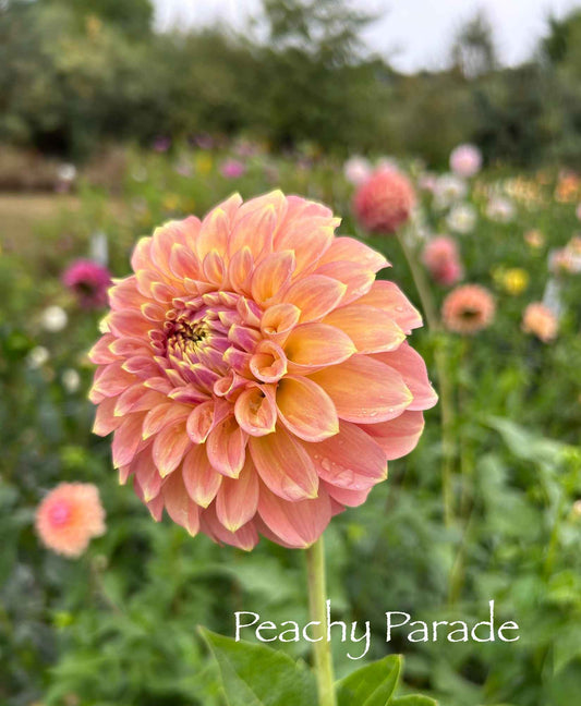 Peachy Parade Tuber