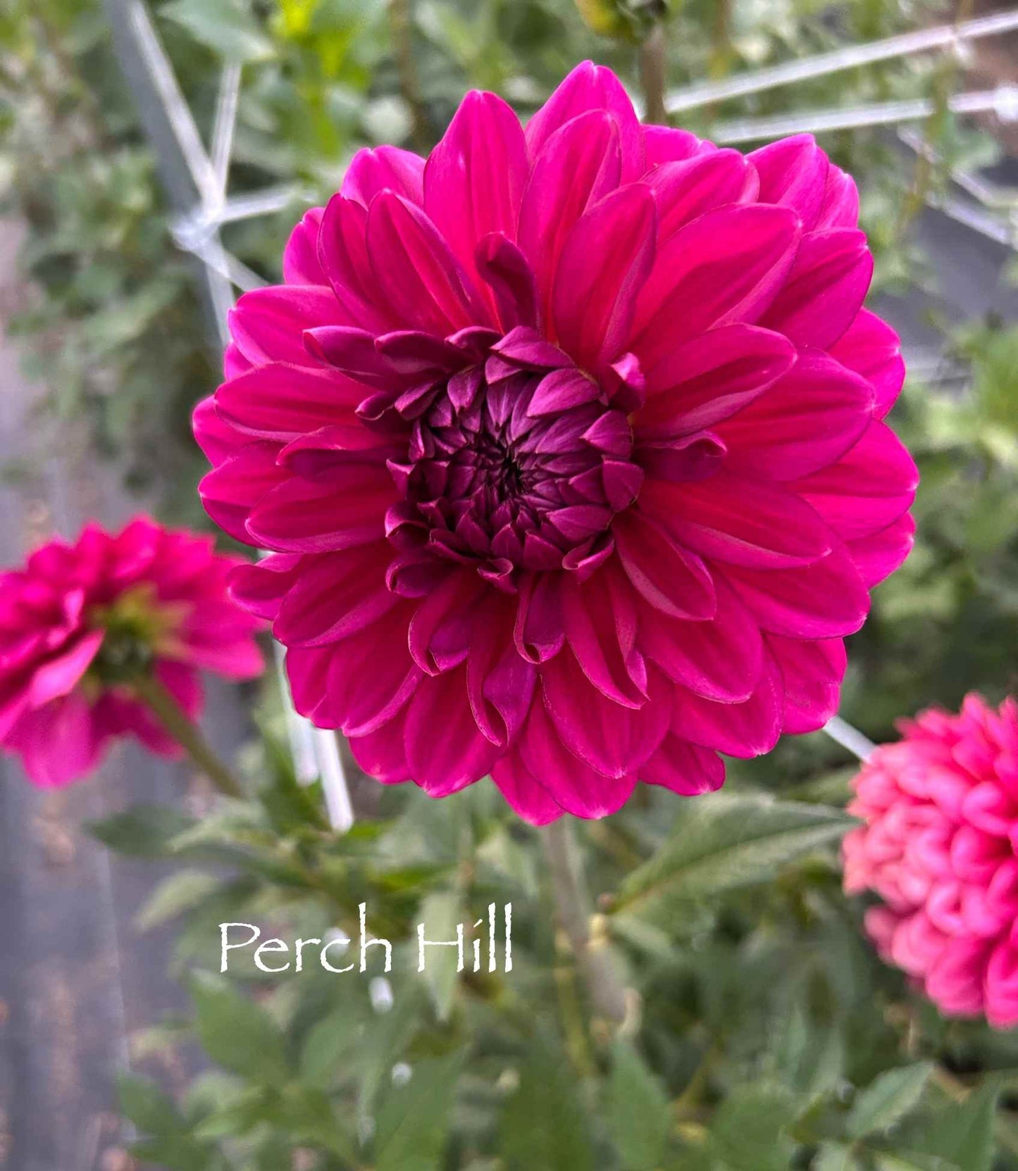 Perch Hill Tuber
