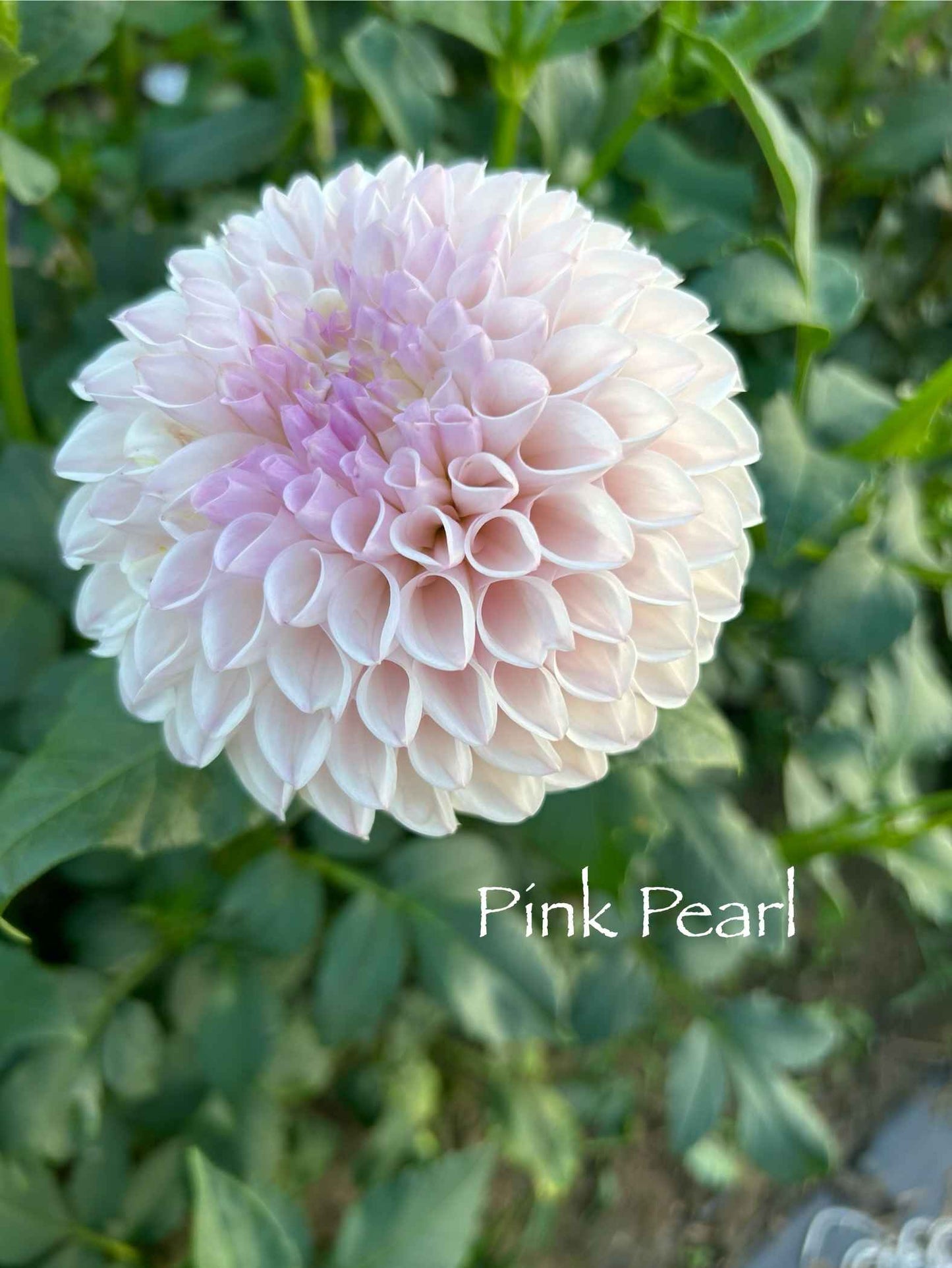 Pink Pearl Tuber