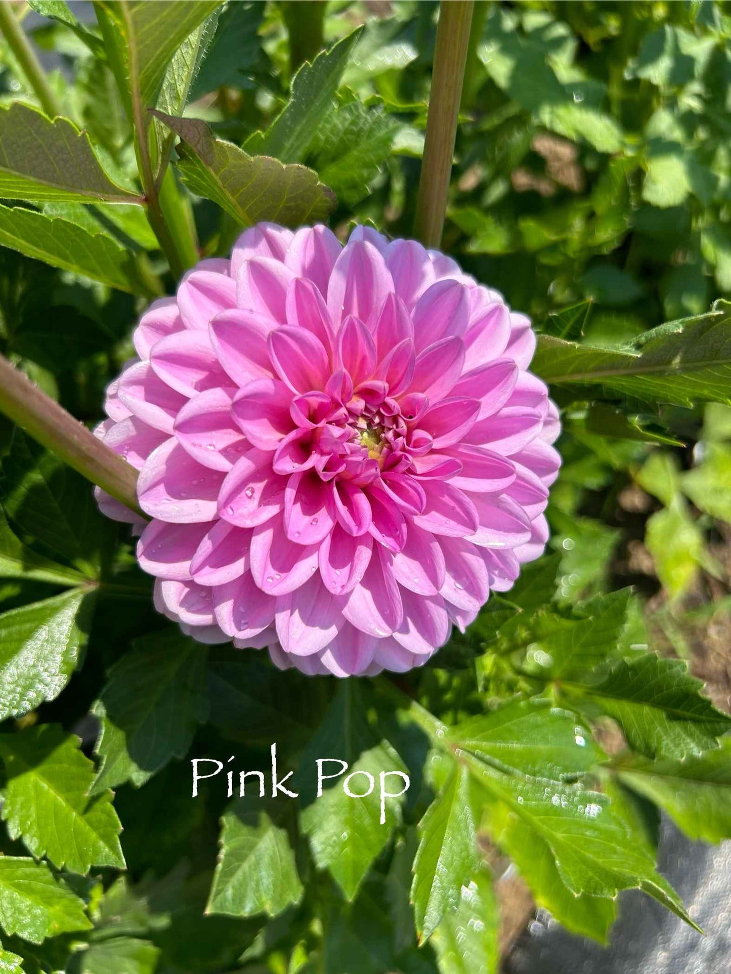 Pink Pop Tuber