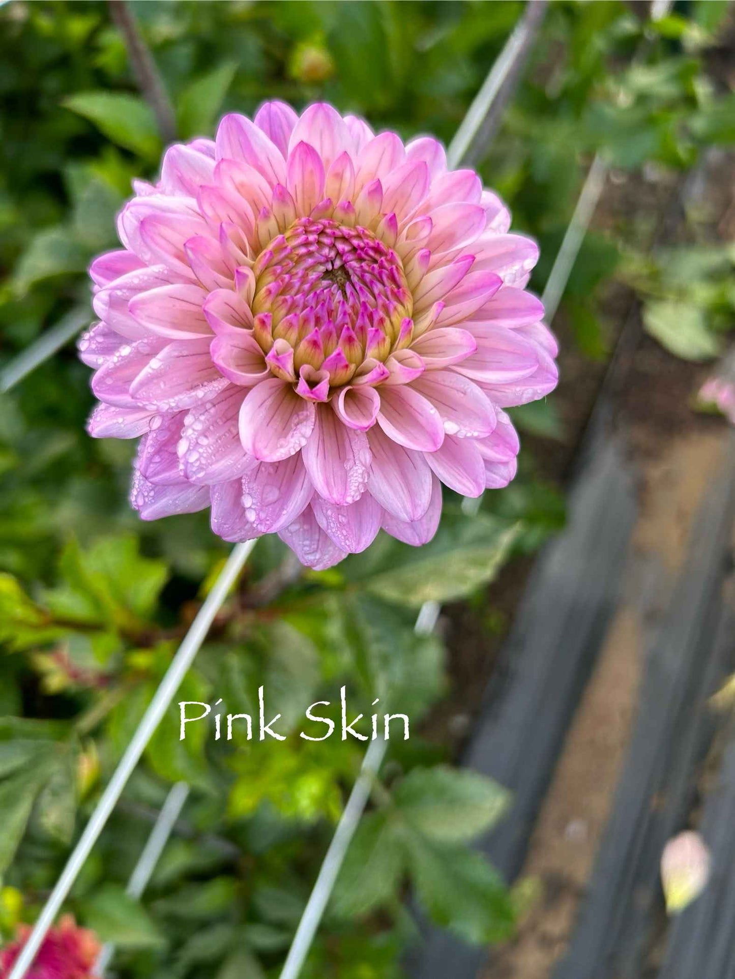 Pink Skin Tuber