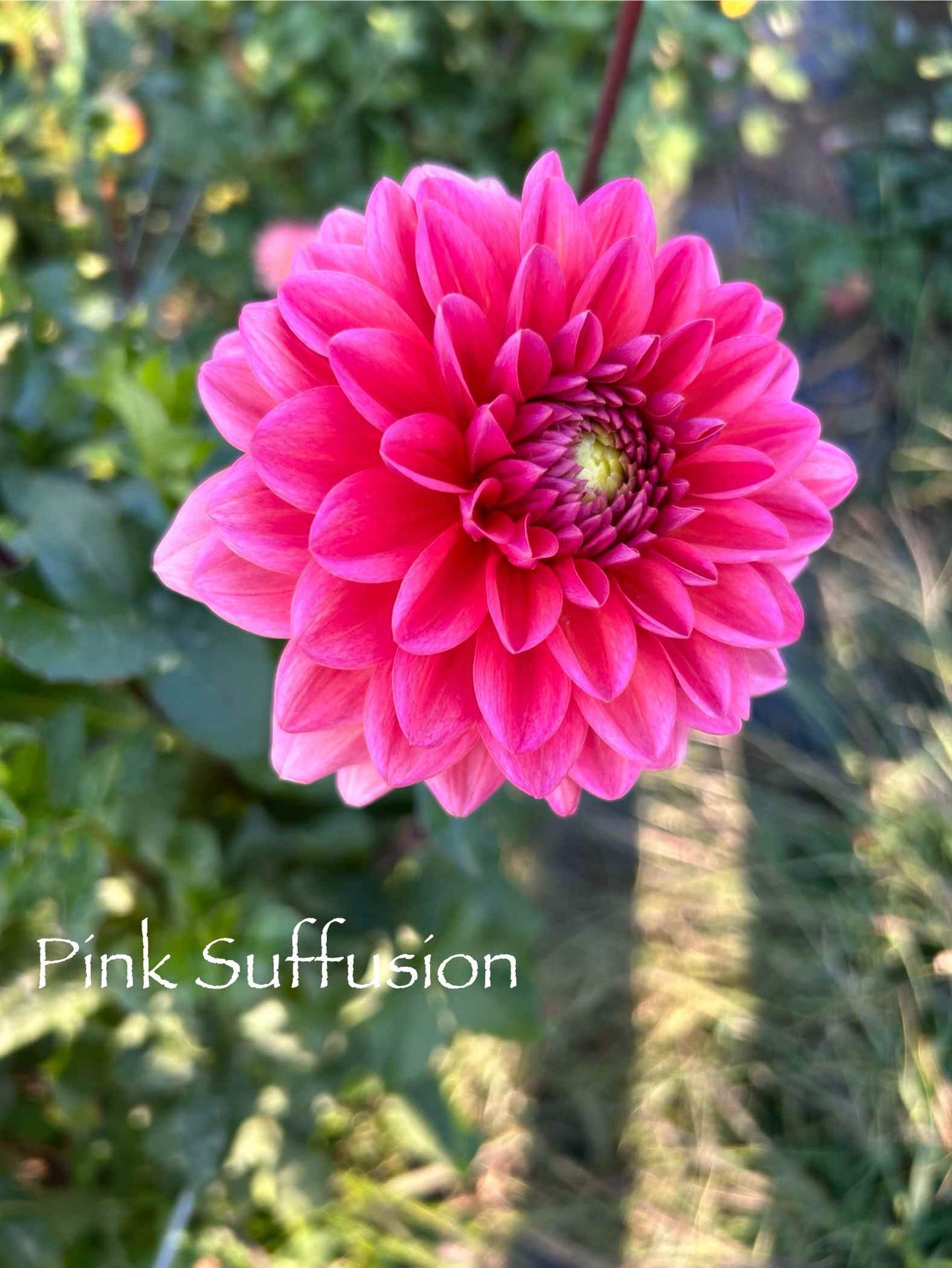 Pink Suffusion Tuber