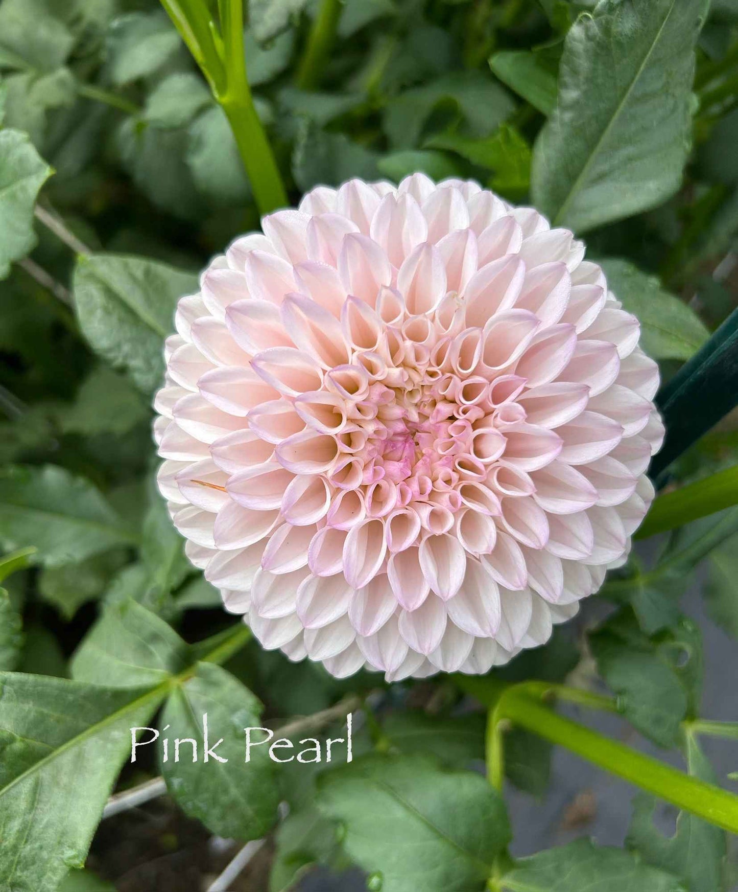 Pink Pearl Tuber