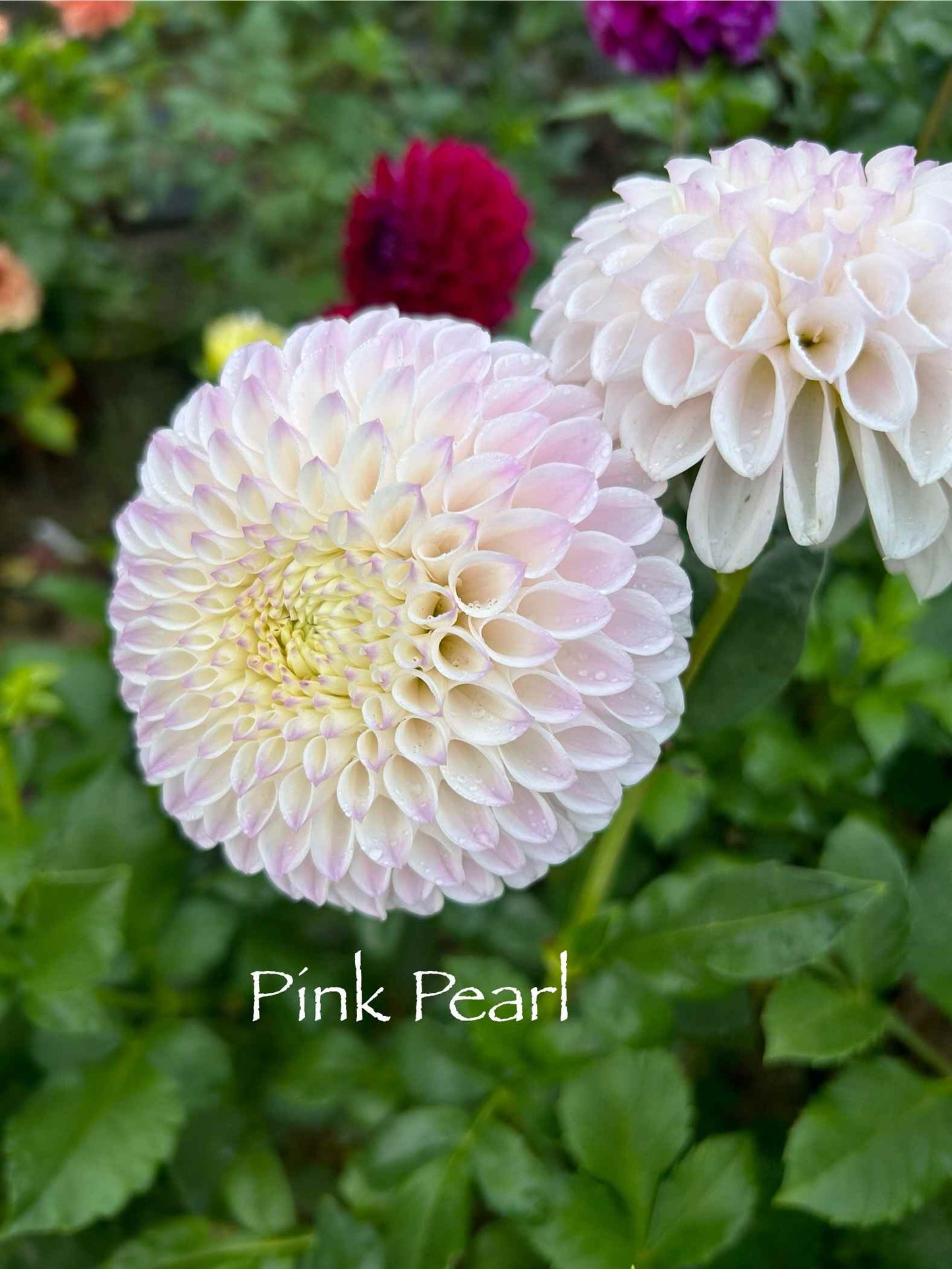 Pink Pearl Tuber