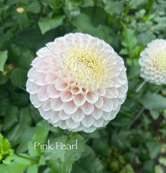 Pink Pearl Tuber