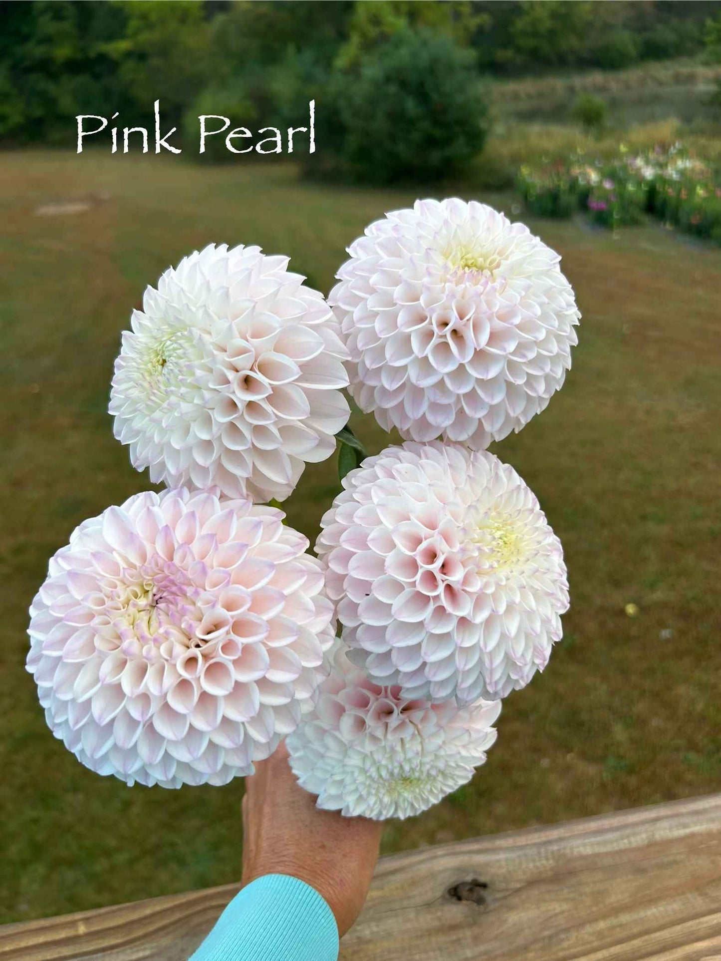 Pink Pearl Tuber