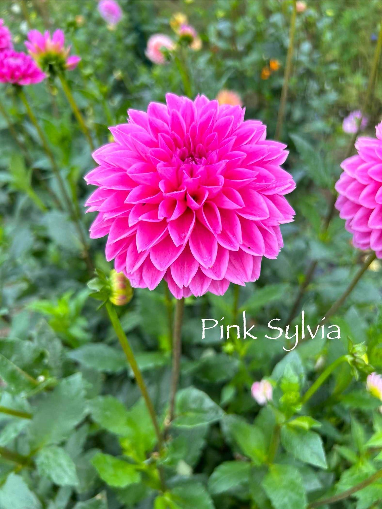 Pink Sylvia Tuber