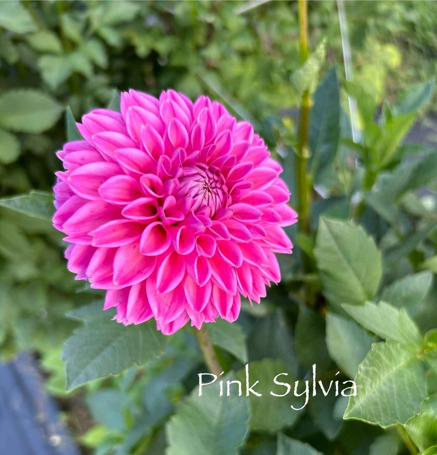 Pink Sylvia Tuber