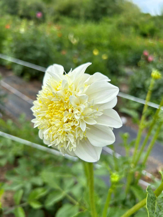 Platinum Blonde Tuber