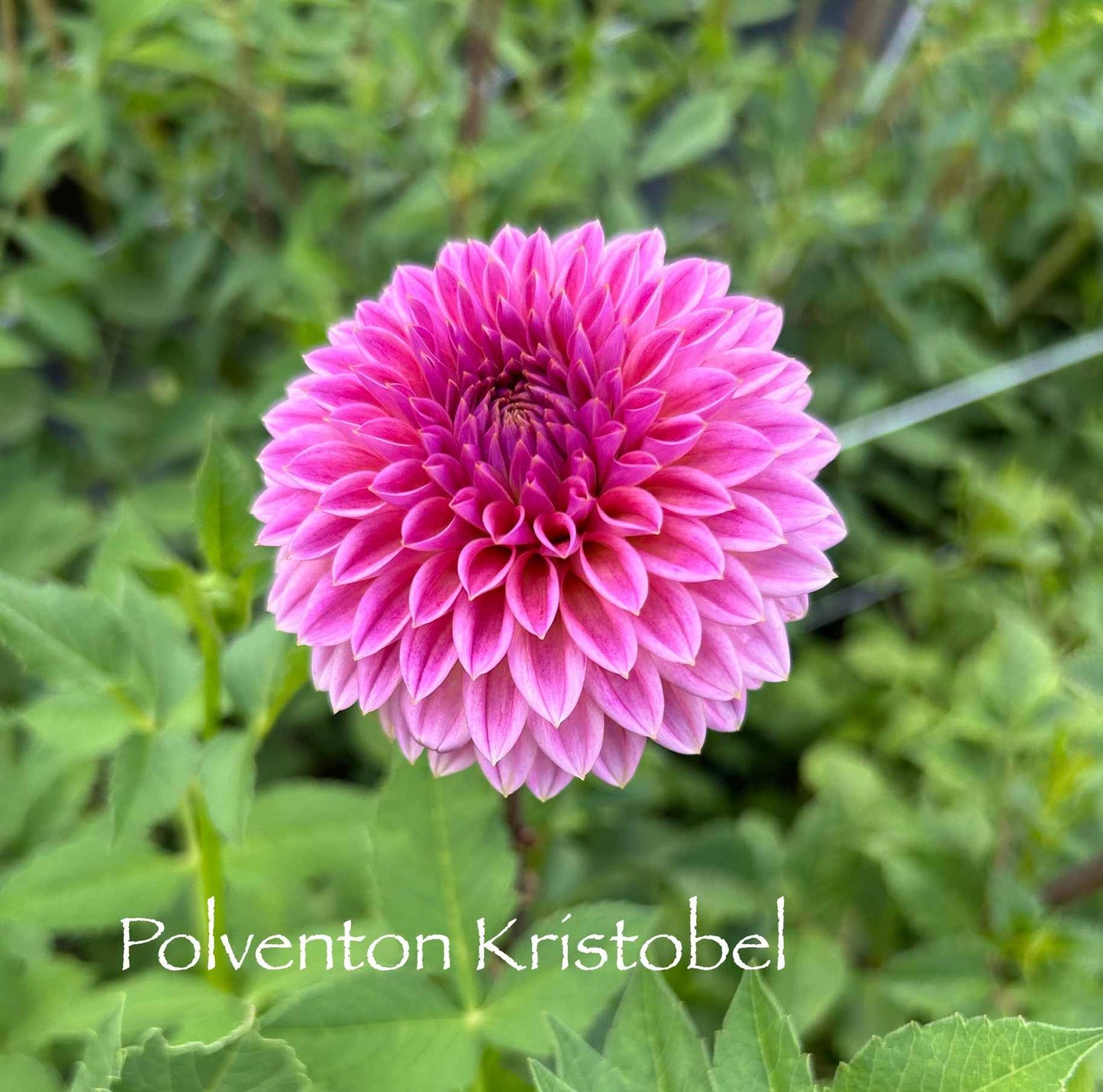 Polventon Kristobel Tuber