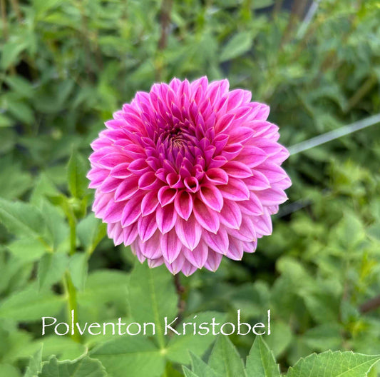 Polventon Kristobel Tuber