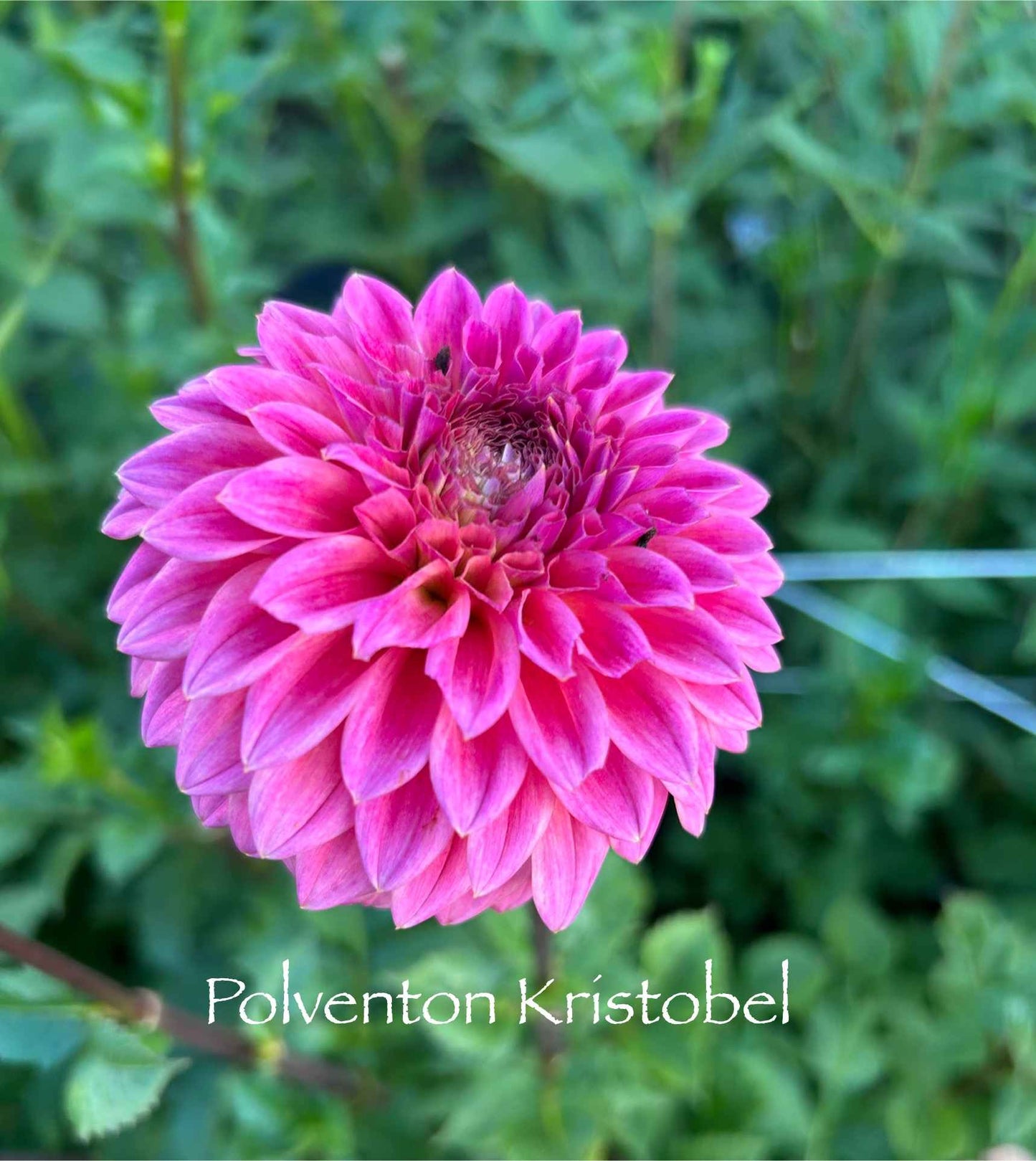 Polventon Kristobel Tuber