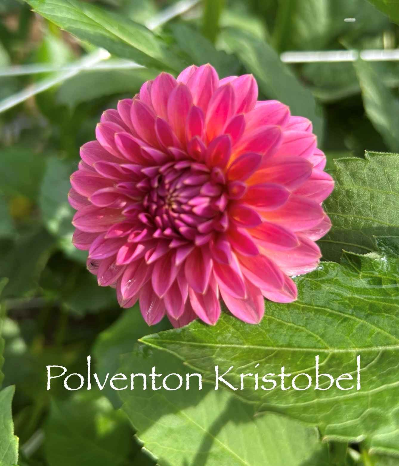 Polventon Kristobel Tuber