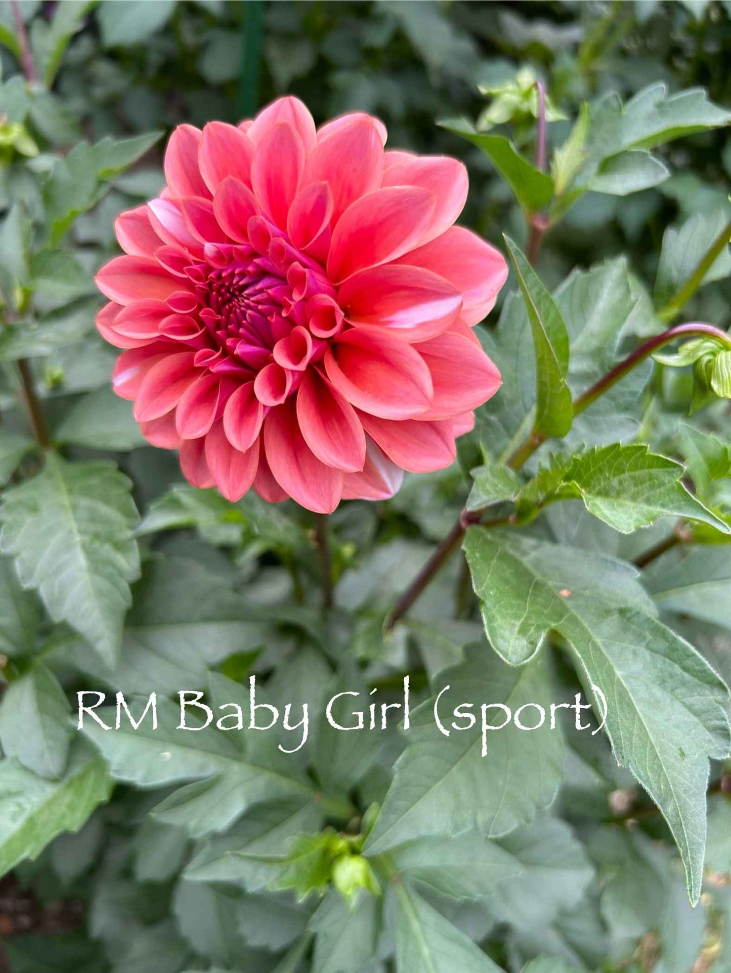 RM Baby Girl Sport Tuber