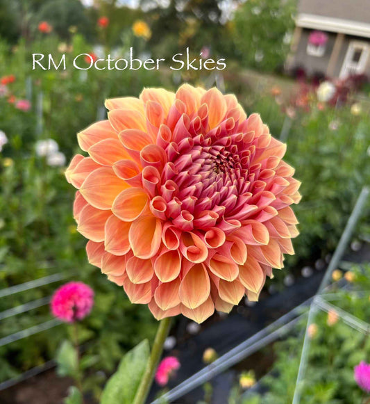 RM October Skies Tuber